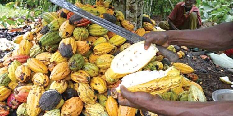 Ghana’s Cocoa Production Down By 34% In March 2022 – ICCO