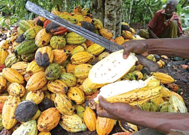 Ghana’s Cocoa Production Down By 34% In March 2022 – ICCO 1 Ghana’s Cocoa Production Down By 34% In March 2022 – ICCO