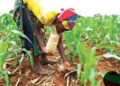 Agric Minister Announces Nationwide Fertiliser Distribution