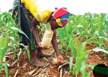 Farmer applying fertilizer