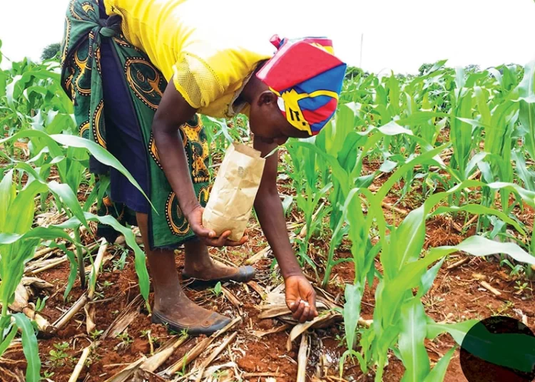 Pay Debt Owed Fertilizer Producers to Circumvent Shortages - Peasant Farmers to Gov’t 1 New Yara Fertilisers Promise Bigger Harvests