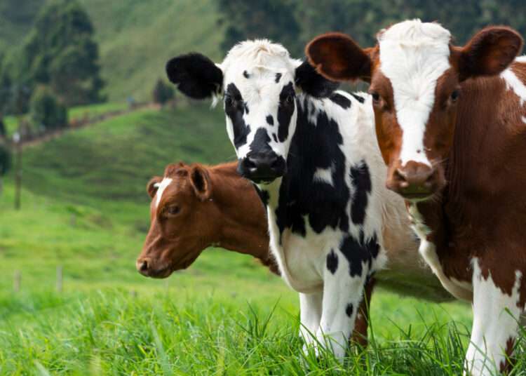 Climate Change to Be the Next Pandemic 1 Politics of Protein Featured