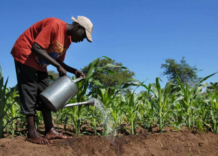 The Director-General of FAO, Qu Dongyu, has reassured that the world can still contain the impact on global food security with the right policies amidst the Russia-Ukraine crisis.