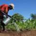 The World Can Still Contain the Impact On Global Food Security with The Right Policies, FAO Director-General 12 The Director-General of FAO, Qu Dongyu, has reassured that the world can still contain the impact on global food security with the right policies amidst the Russia-Ukraine crisis.