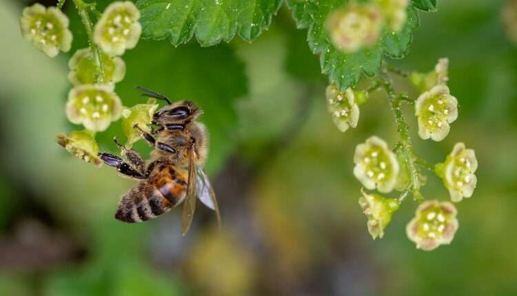 Bees