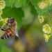 Bees