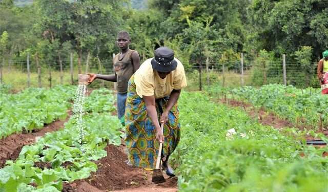 Farmer applying fertilizer