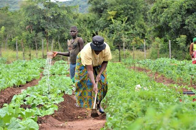 OFA To Solve Ghana’s Fertilizer Challenges- Study Reveals - The Vaultz News