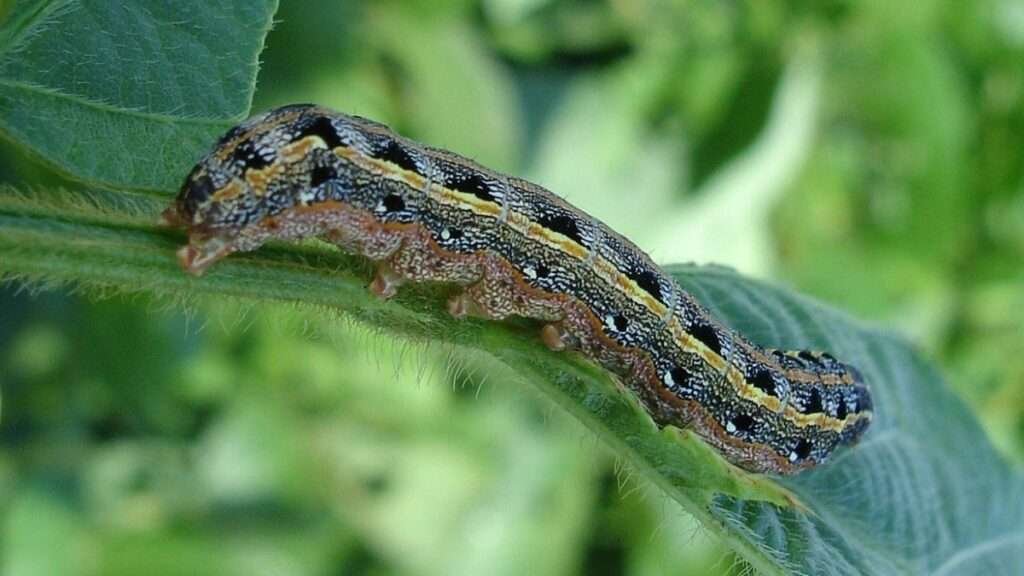 armyworms dallas fort worth 1 1200x675 1