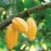 Healthy cocoa pods