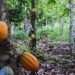 Addressing deforestation is not possible without addressing the EU’s demand for the goods which drive it