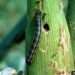 Fall Armyworm Knows No Boundaries- FAO Extends Global Action Control for Fall Armyworm to 2023 11 Army worm
