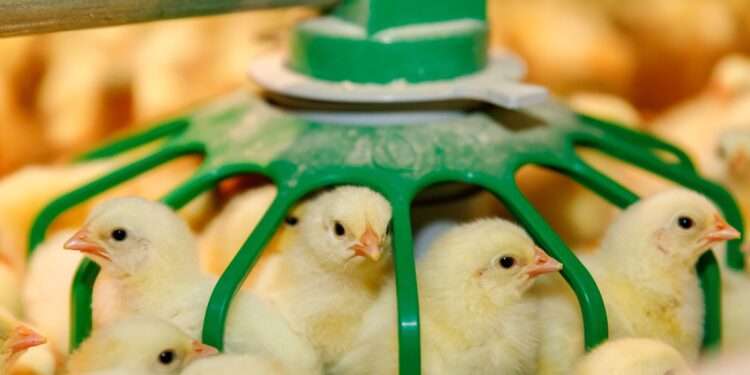 Chicks