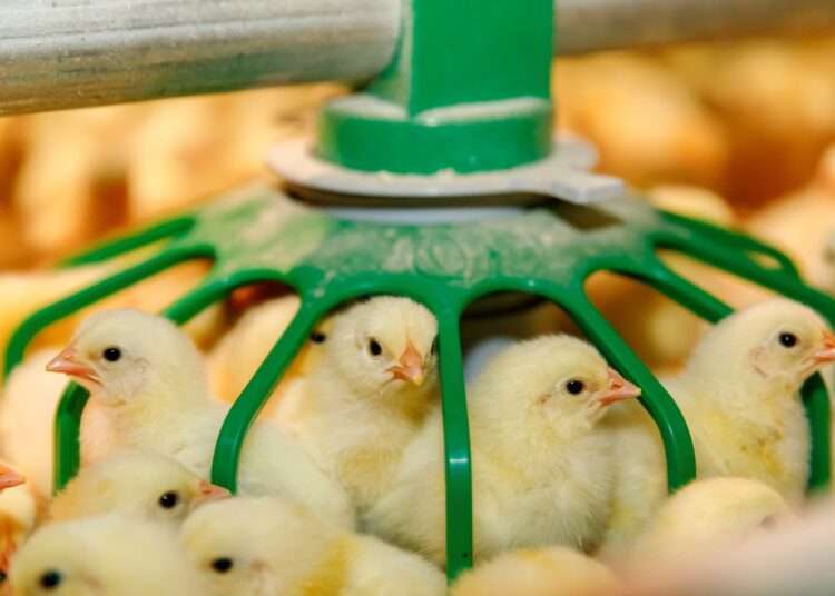 Chicks