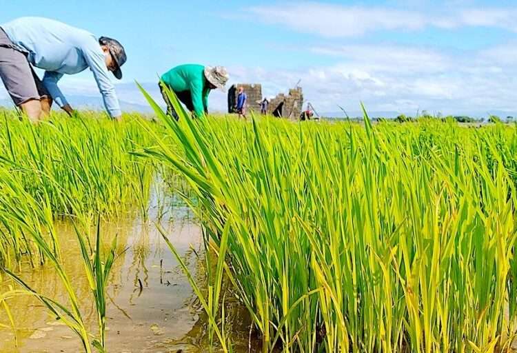 FAO Renews Its Appeal to Support Vulnerable Rural Households And Boost Food Production 1 rice planting e1649873084793 768x512 1
