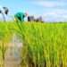 rice planting e1649873084793 768x512 1