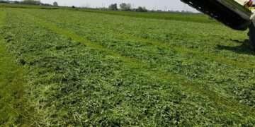 New Grant for Alfafa Announced- An Economic Engine for Rural America