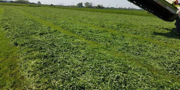 New Grant for Alfafa Announced- An Economic Engine for Rural America 1 Ploughing Alfalfa plant into soil