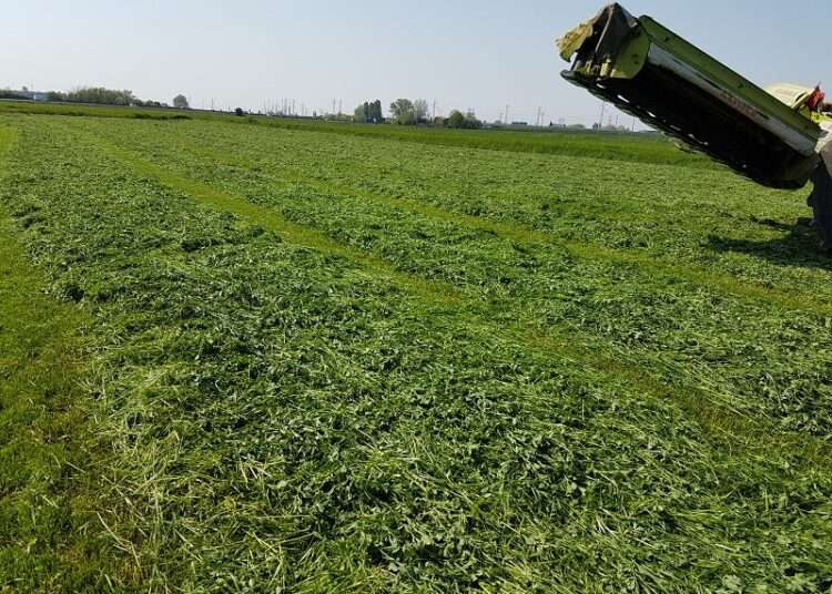 New Grant for Alfafa Announced- An Economic Engine for Rural America 1 Ploughing Alfalfa plant into soil