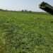 New Grant for Alfafa Announced- An Economic Engine for Rural America 12 Ploughing Alfalfa plant into soil