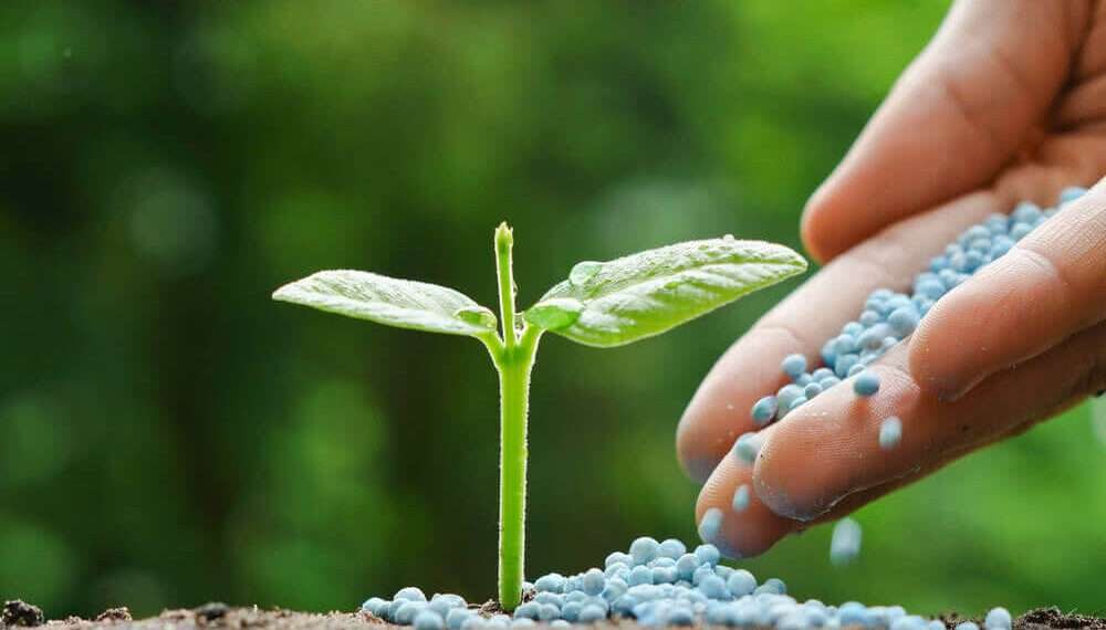 Applying synthetic fertilizer