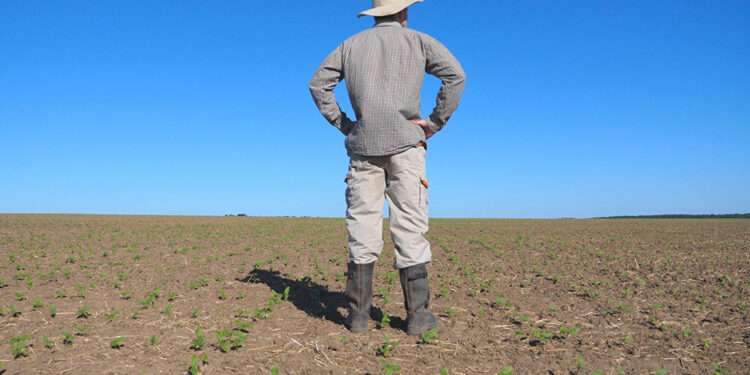 Ghana’s Agricultural Subsidy Program to Improve Food Security? 1 A farmer on his farm