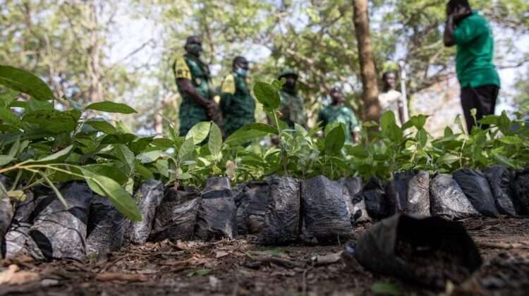 ADB Diversifies Partnership- Religious Bodies to Benefit 1 seedlings