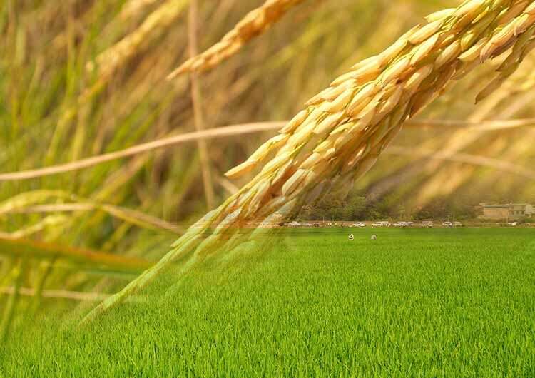Agriculture is one of the keys to lasting peace and security- FAO 1 Agriculture is one of the keys to lasting peace