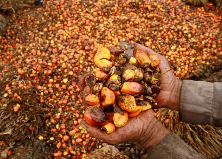 Ban The Export of Crude Palm Oil- Wilmar Africa Limited to Gov’t 1 Palm fruits