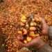 Ban The Export of Crude Palm Oil- Wilmar Africa Limited to Gov’t 12 Palm fruits