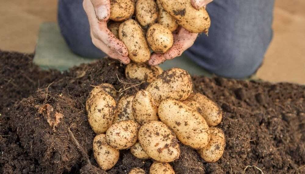 Seed Potatoes