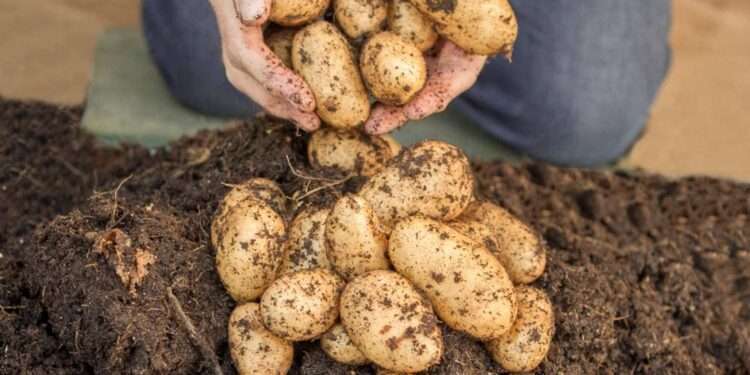 Seed Potatoes