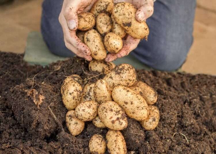 Food security in Ukraine: FAO Supports Farmers with Seed Potatoes 1 Seed Potatoes