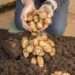 Food security in Ukraine: FAO Supports Farmers with Seed Potatoes 13 Seed Potatoes