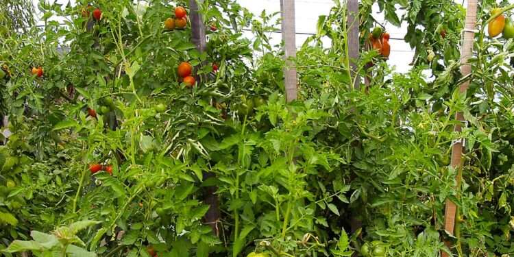 Crops on in a greenhouse