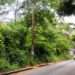 Civil Society Organisation, OccupyGhana, has called for an investigation pertaining to the matters regarding the declassification of the Achimota forest reserves.