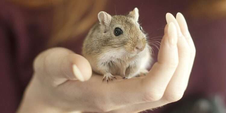 Monkeypox Patients Should Avoid pet Contact 1 Animal