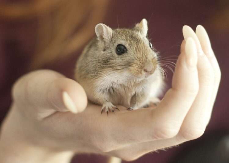 Monkeypox Patients Should Avoid pet Contact 1 Animal