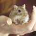Monkeypox Patients Should Avoid pet Contact 13 Animal