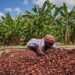 COCOBOD Announces closure of All Cocoa Purchasing Activities for The Main 2021/2022 Season 12 Cocoa beans on a drying mat