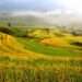 FAO Designates three sites in China as Globally Important Agricultural Heritage Systems 10 A Grassland nomadic system