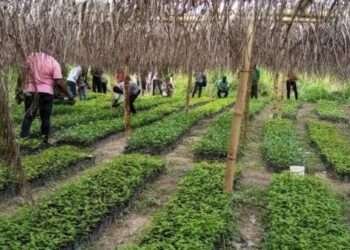 Green Ghana Initiative, Intensify Campaign Against Illegal Mining- Okyehene 4 Tree seedlings