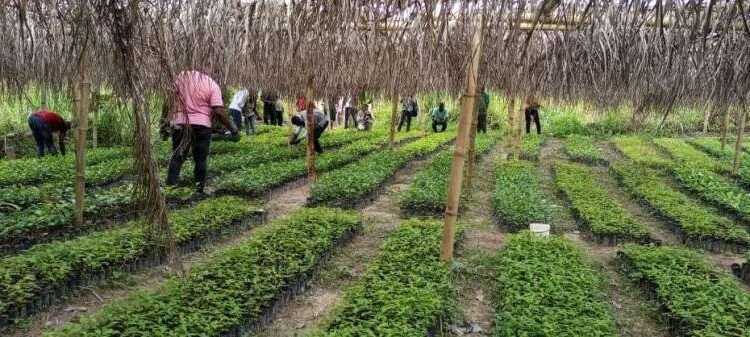 Tree seedlings