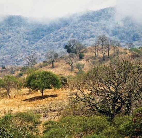 Desertification