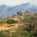 Abidjan: FAO signs a $20 million project to support the 'Abidjan Legacy Programme' 11 Desertification