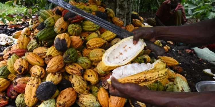 Cocoa pods