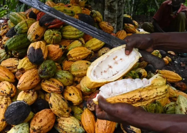 Fairtrade to Help Deliver Best Farming Practices for Cocoa Cooperatives in Ghana 1 Cocoa pods