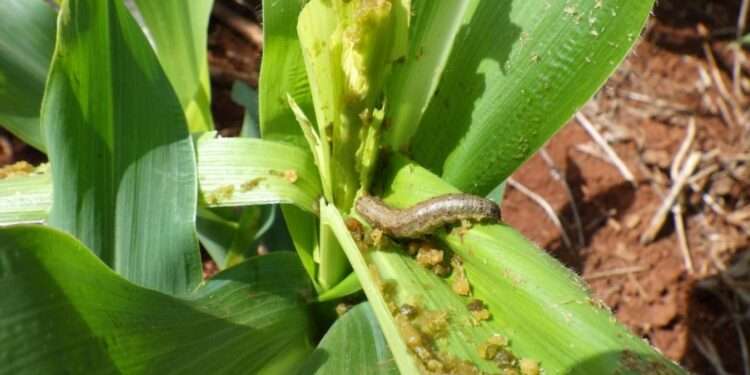 Researchers find Alternative to Manage Potentially Destructive Pests 1 Fall armyworm