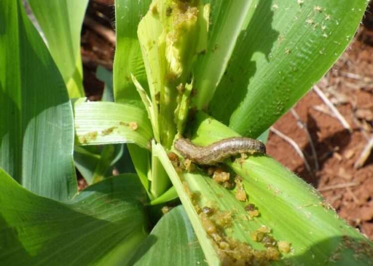 Researchers find Alternative to Manage Potentially Destructive Pests 1 Fall armyworm