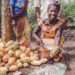 ‘CANOHYE’ Initiative to Improve Cocoa Farmers’ Livelihoods 12 Cocoa farmer